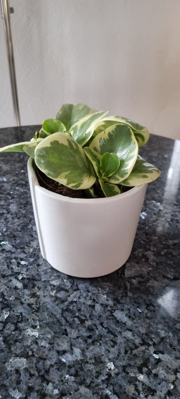Piante & sementi: Peperomia obtusifolia, Glücksbringer – Usato da egliswil venduto da Maggy6