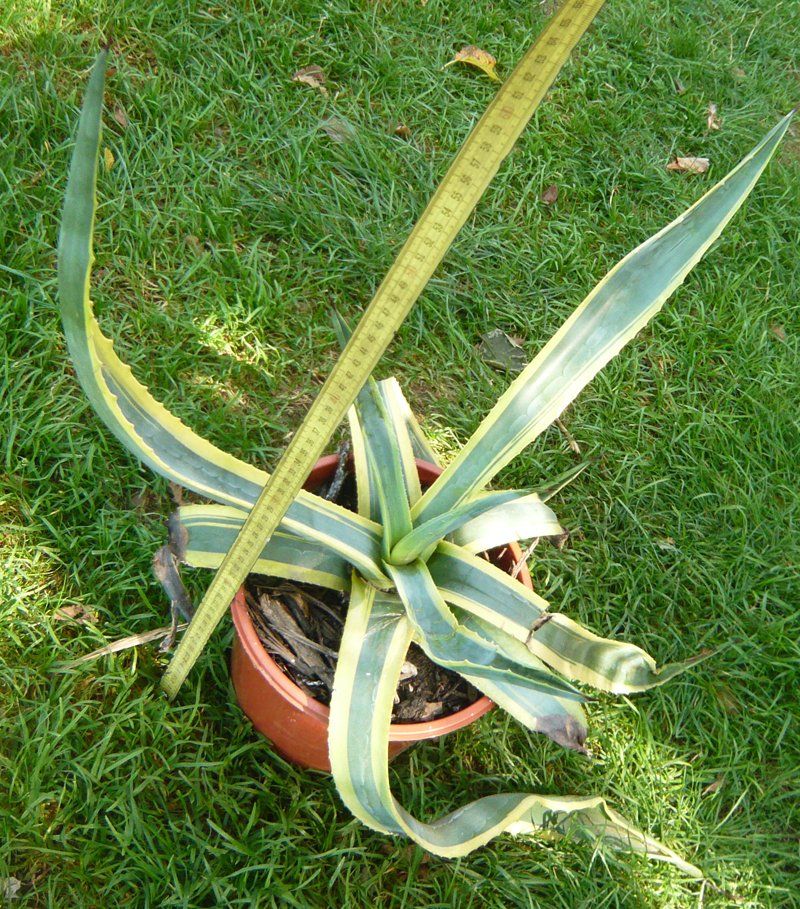 Piante & sementi: Agave / Pflanze – Nuovo (secondo la descrizione) da Ruggell venduto da Btt