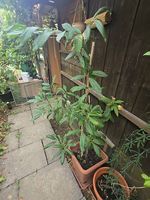 Castanea sativa (Edelkastanie) 130cm 2 Jahre