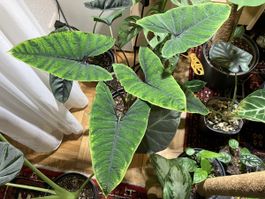 Alocasia olanii Jungpflanze