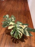 Monstera Thai Constellation💚