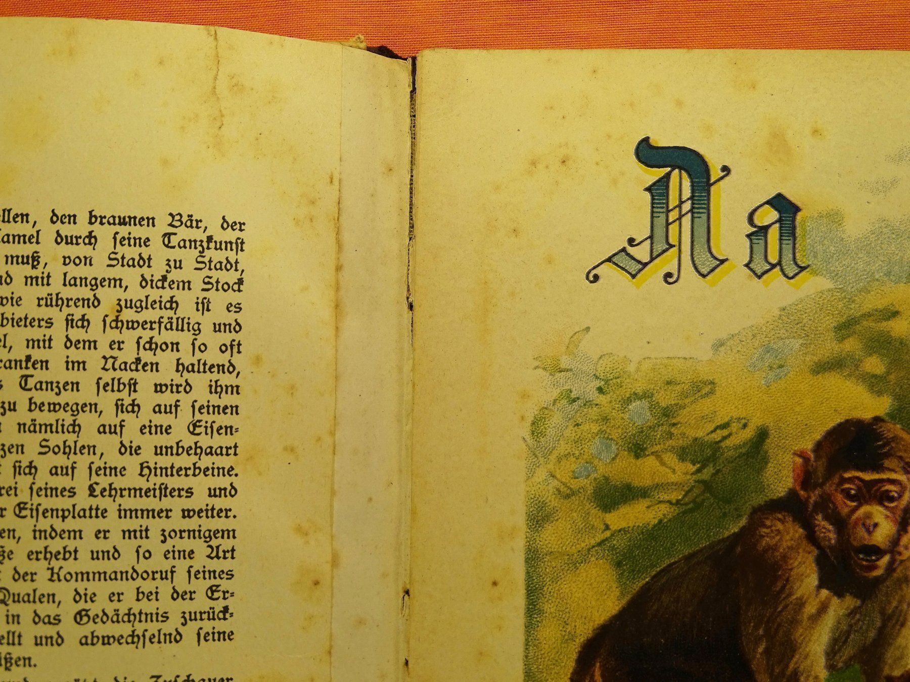 Libri: PRACHT-TIER-ABC – Usato da Grüningen venduto da Kartensammler 3