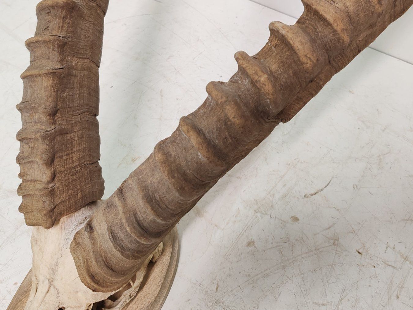 Il mondo degli animali: Steinbock Geweih als Trophäe, Gehörn Jahr 1990 – Usato da Luzern venduto da Lager6640 5