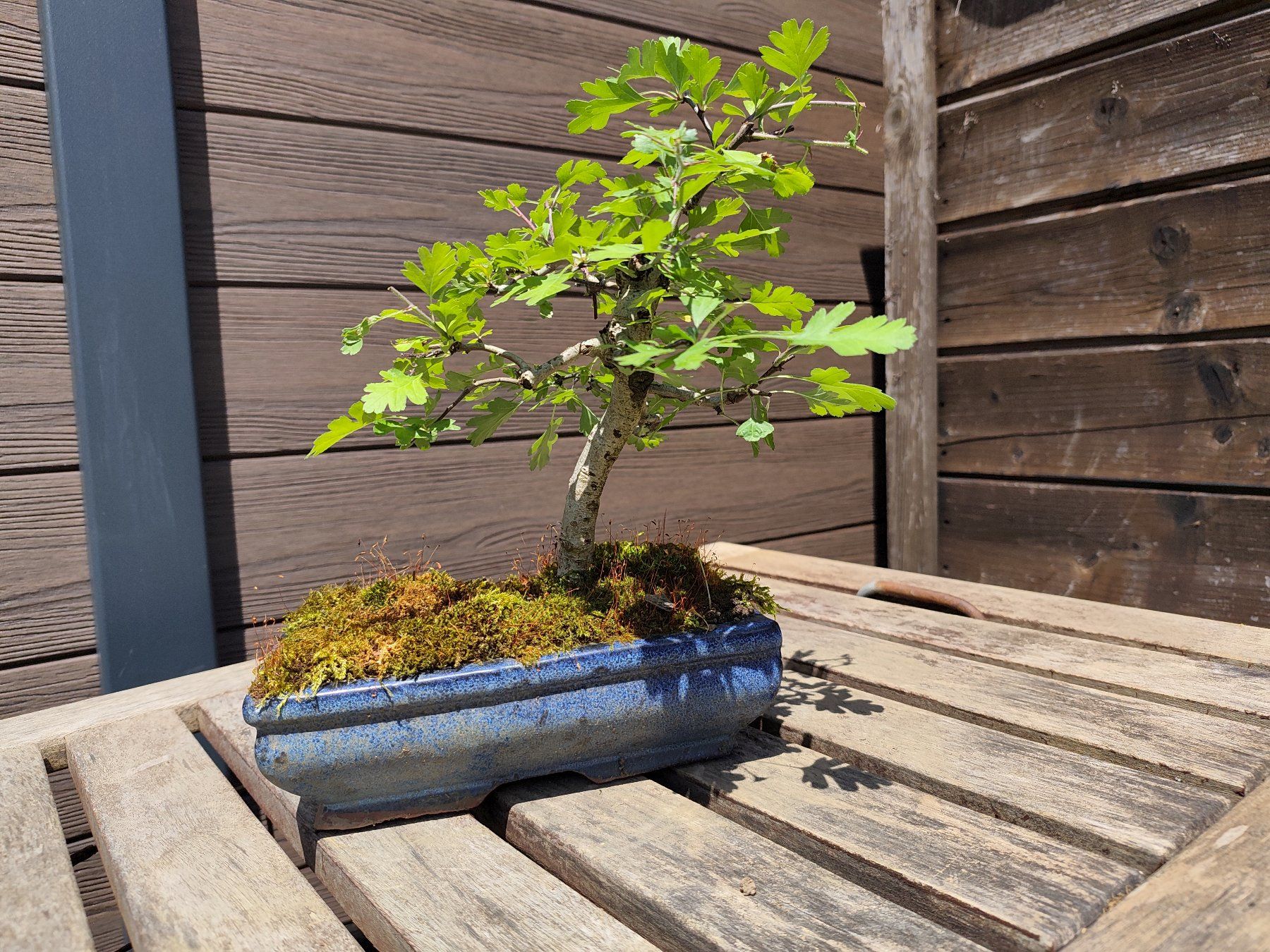 Piante & sementi: Bonsai Weissdorn – Usato da Oberwil BL venduto da suaku 2