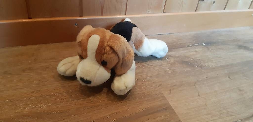 Giocattoli: Zwei Beagel Plüschtiere – Usato da Rütihof venduto da ali_9tbw 1
