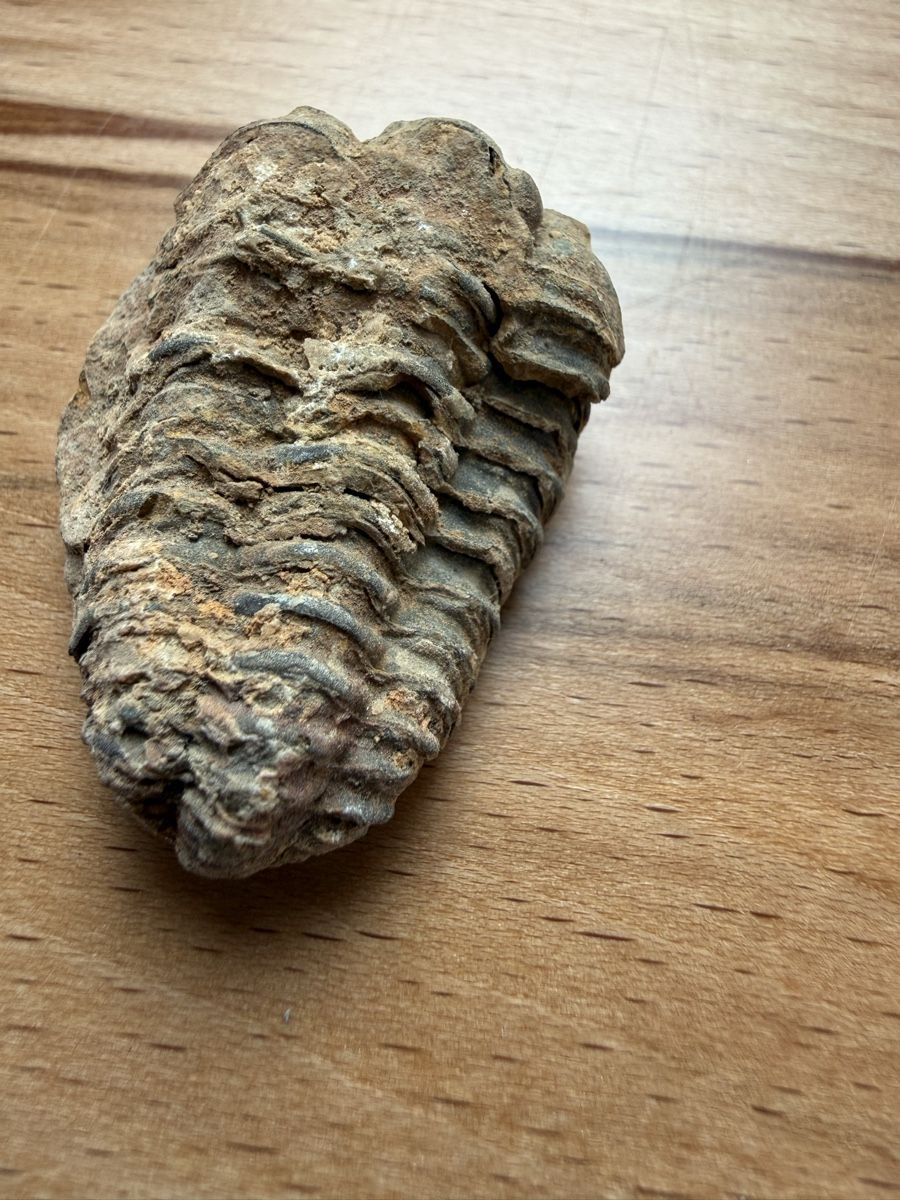 Fossilien: Trilobit – Gebraucht aus Grenchen von Bastet007