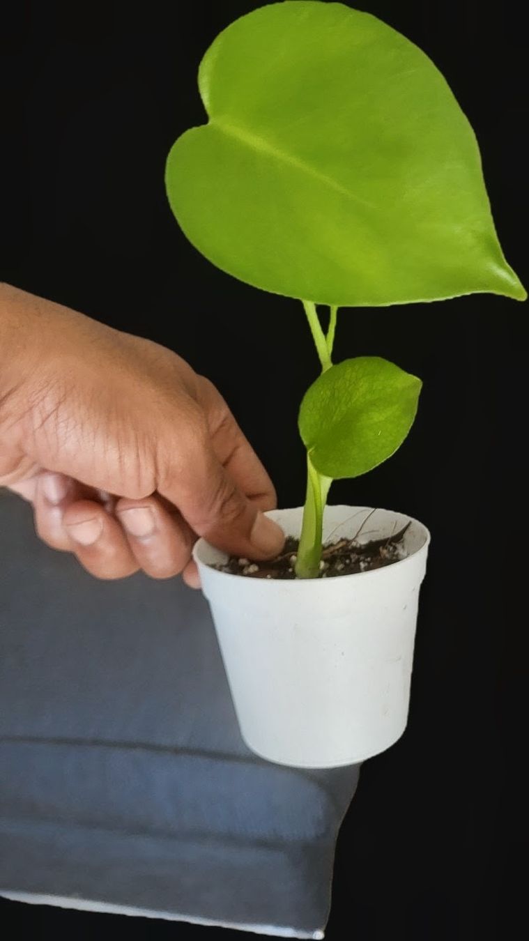 Piante & sementi: Monstera Deliciosa Baby – Usato da Pregassona venduto da maslud 2