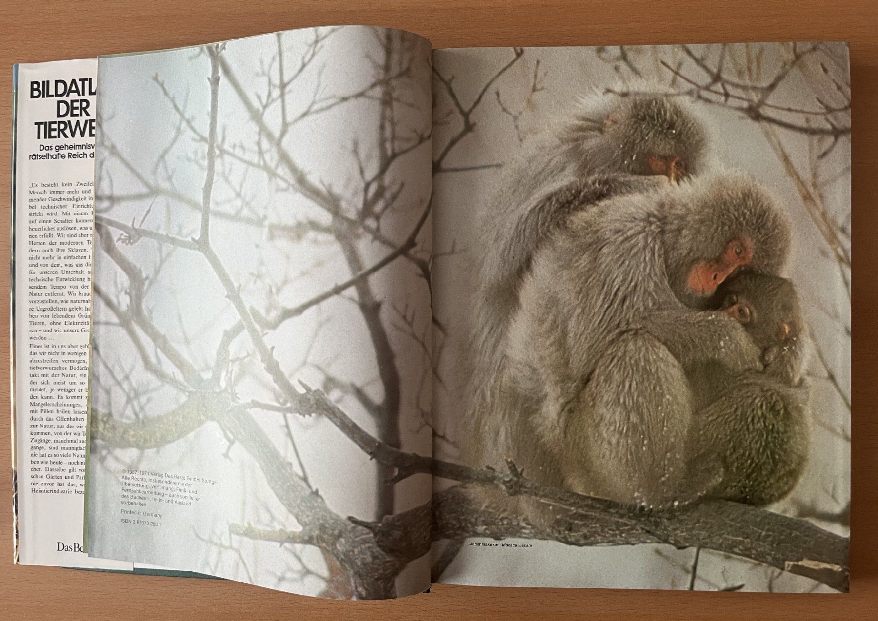 Libri: Bildatlas der Tierwelt – Usato da Lausen venduto da Mondeo10628 2