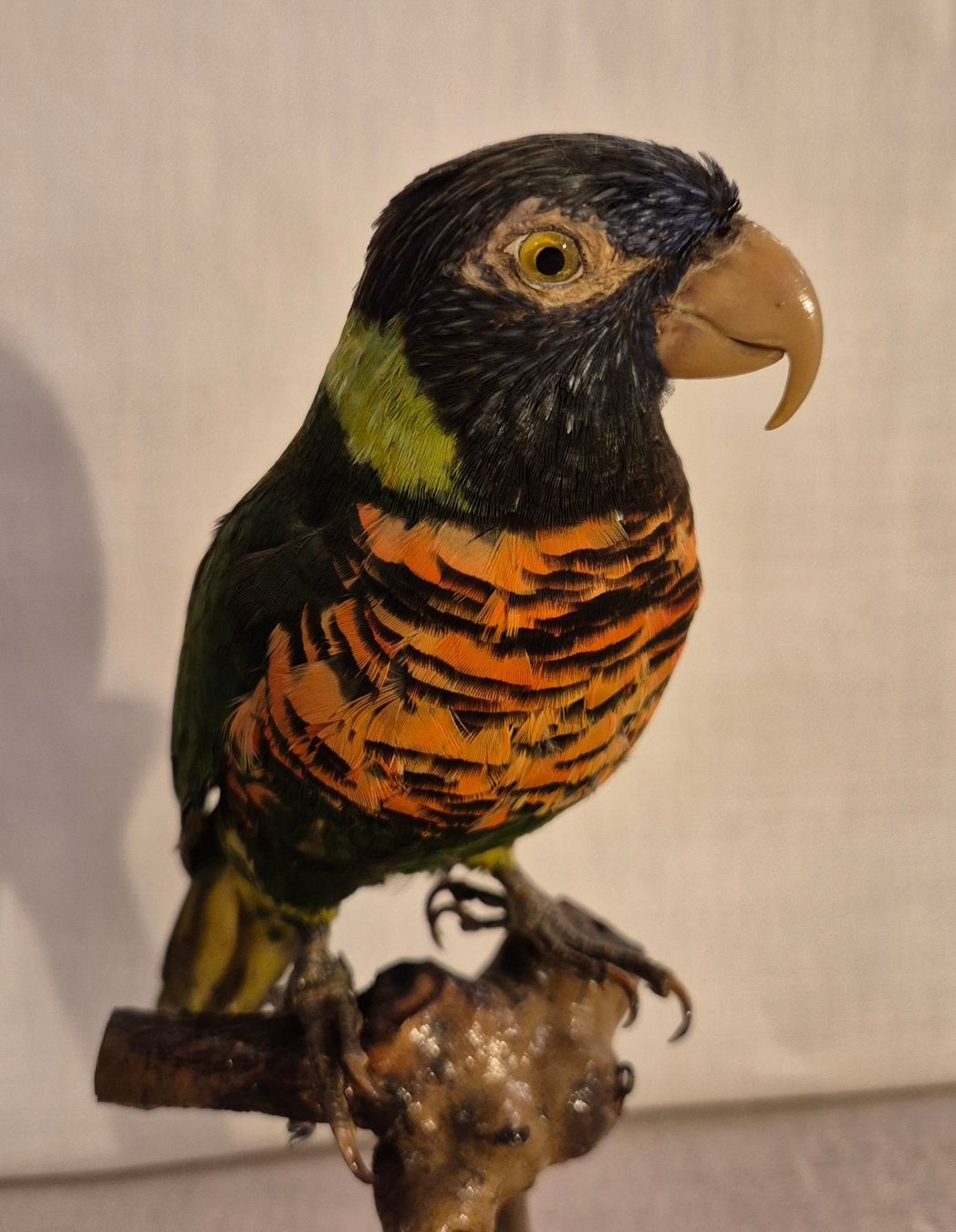 Il mondo degli animali: 3 präparierte Papageien – Usato da Luzern venduto da Louis-XVI 3