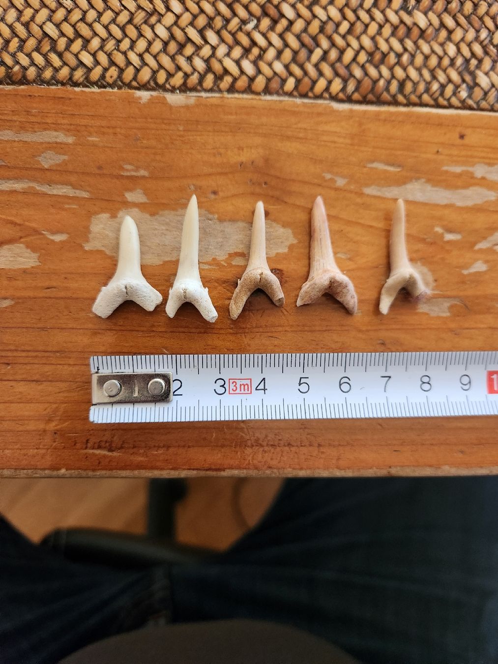 Fossili: Lot de 5 Dents de requin – Usato da Territet venduto da Cenh 4