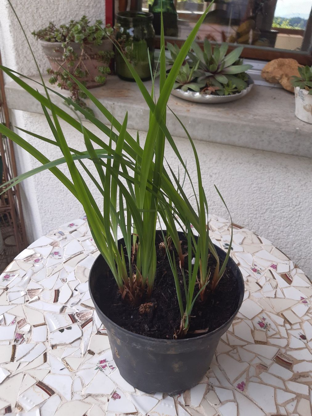 Piante & sementi: Iris, blau blühend aus Biogarten – Usato da Aeugst am Albis venduto da ro97se 2