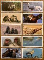 1992 10 Vintage NATURAL NEIGHBOURS Foto Sammelbilder England