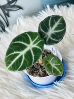 Alocasia Ninja variegata vergrünt