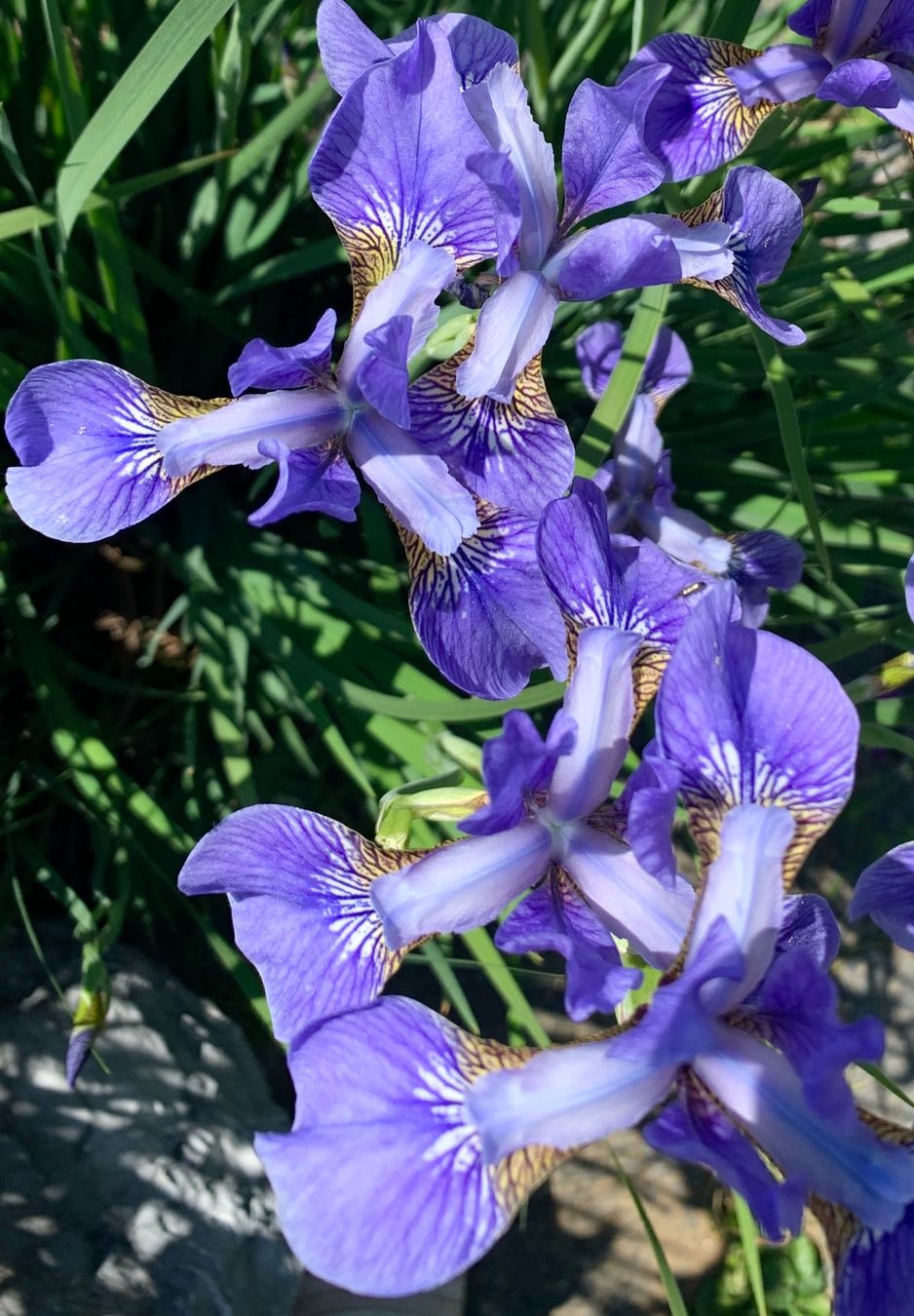 Piante & sementi: 6 blaue Sibirische Iris winterharte Gartenpflanze – Nuovo (secondo la descrizione) da Auenstein venduto da mar_8mxd 6