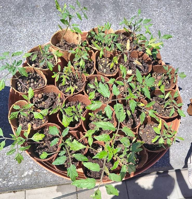 Piante & sementi: Gratis Tomatensetzlinge vermutlich Cherry – Usato da Aarau venduto da ale_2tmq 4