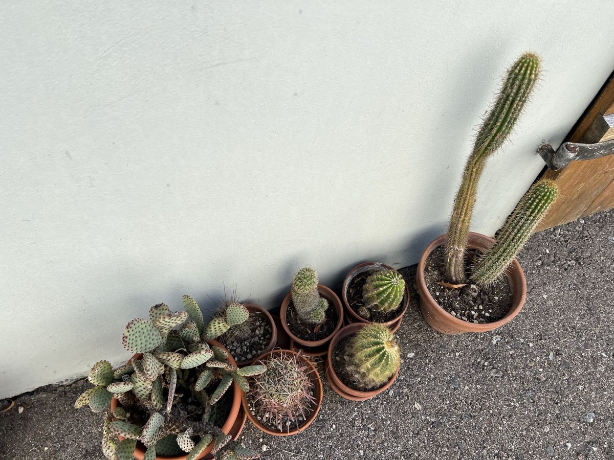 Plantes & graines: Kaktusse – D'occasion à Arboldswil par CJDA 2