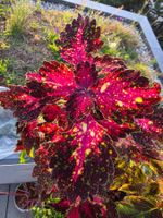 Coleus scutellarioides 'Neon Vegas'🎇🌿