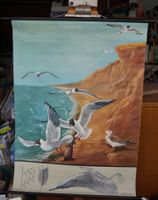 Schulwandbild Nr. 13 – Lachmöwe (Larus ridibundus)