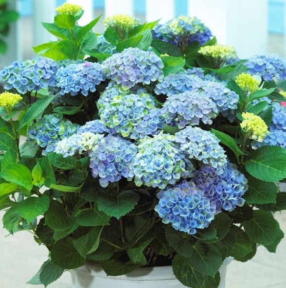 Pflanzen & Samen: Hydrangea Magic Revolution Blau 50cm Apartment Hortensie – Neu und originalverpackt aus Rovio von POSITIFFARTandPLANTS