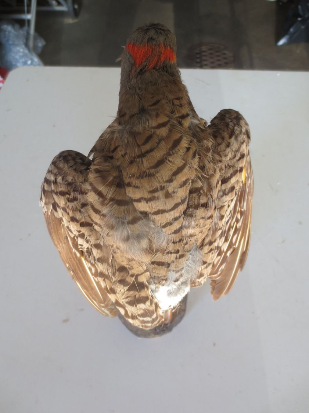 Monde des animaux: Goldspecht ausgestopft – D'occasion à Weier im Emmental par waefler03 3
