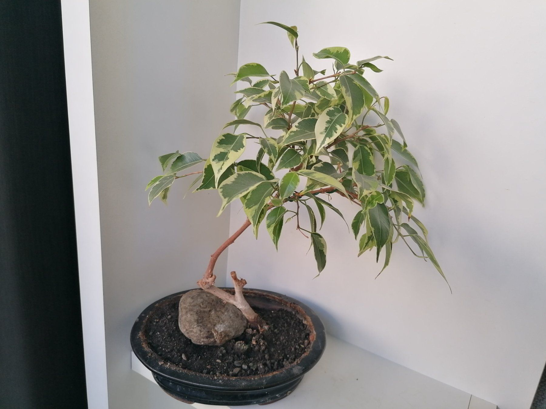 Pflanzen & Samen: FICUS – Gebraucht aus Onex von GenovaM