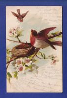 OISEAU - Rouges-Gorges