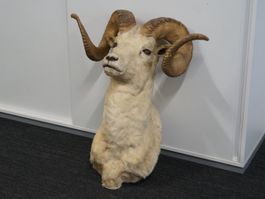 Dallschaf Jagdtrophäe von Jonas Brothers Taxidermy (#A19755)