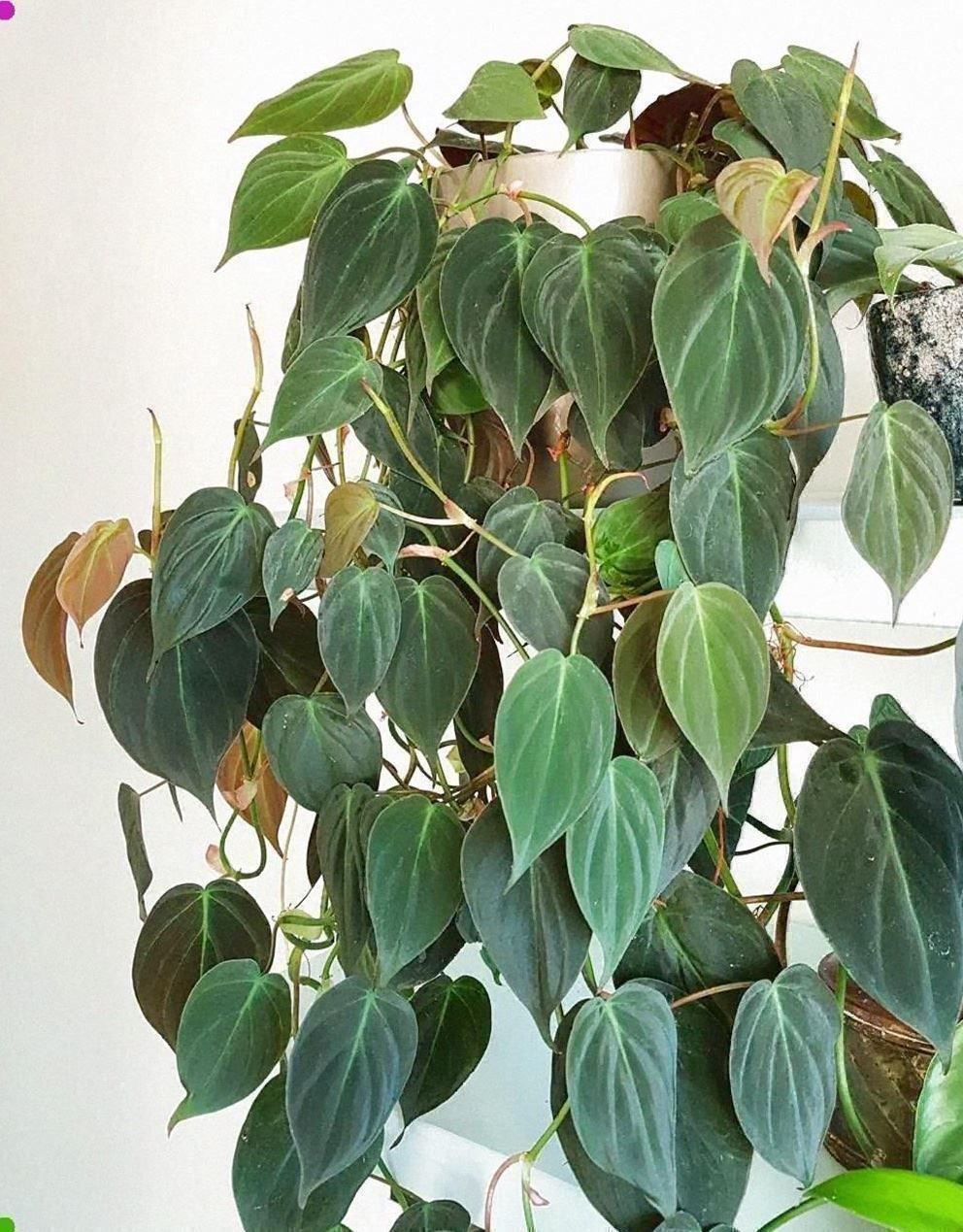 Piante & sementi: Philodendron scandens micans, getopfte Pflanze – Nuovo (secondo la descrizione) da Winterthur venduto da Aniger 8