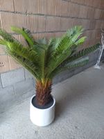 neu: künstl. Zimmerpflanze Palme Cycas im Topf 
