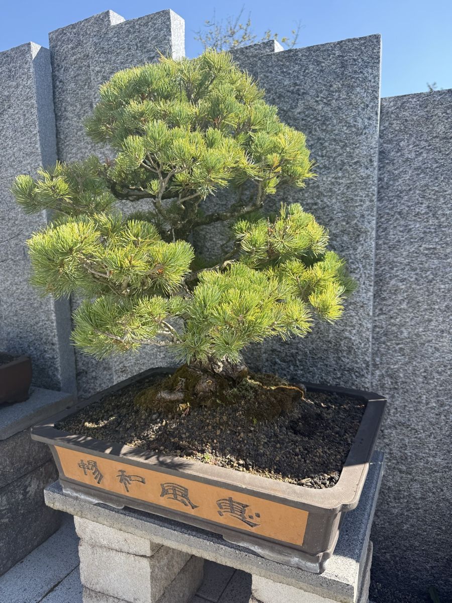Piante & sementi: Wunderschöner Bonsai Baum, gepflegt, ein echter Hingucker! – Usato da Bachenbülach venduto da auersandra 1