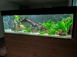 Gepflegtes, Komplettes Süsswasser-Aquarium 180 × 50 × 55