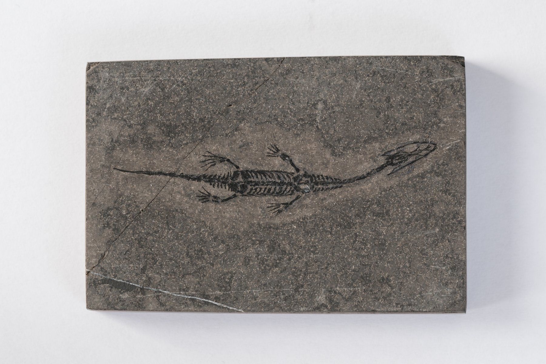Fossili: Schwimmsaurierer - Keichousaurus hui - Nothosaurus - China – Usato da Heiden venduto da mats10