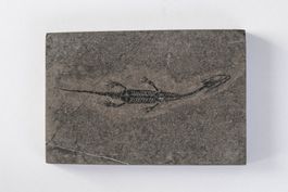 Schwimmsaurierer - Keichousaurus hui - Nothosaurus - China