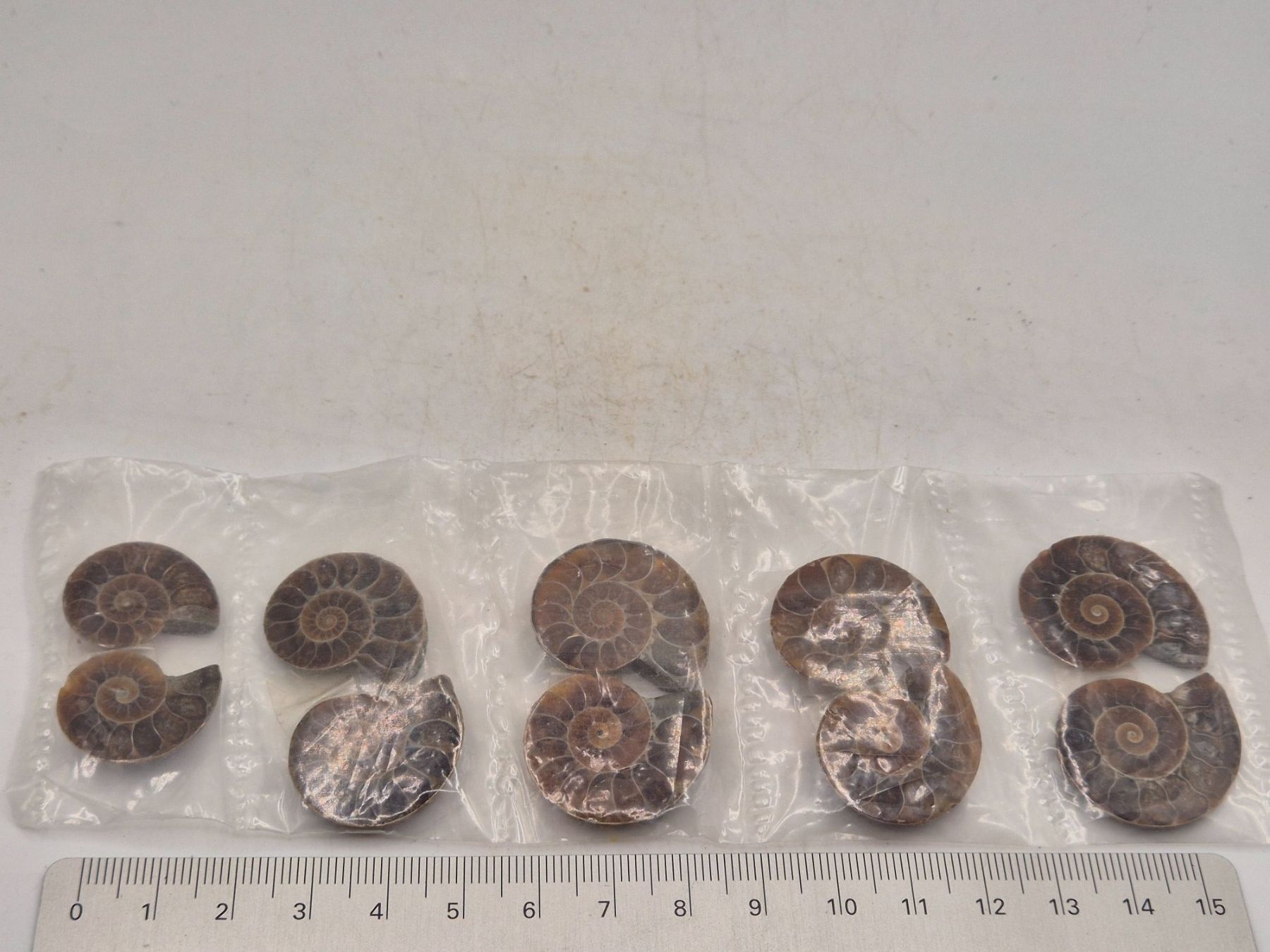 Fossili: 5 x Ammonit Paar – Nuovo e nell'imballaggio originale da Winterthur venduto da LukasMineralienOase 1