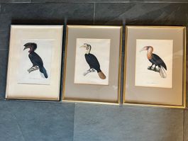 Kunstdrucke Nashorn Vögel  2 von Hüet, 1 Prêtre