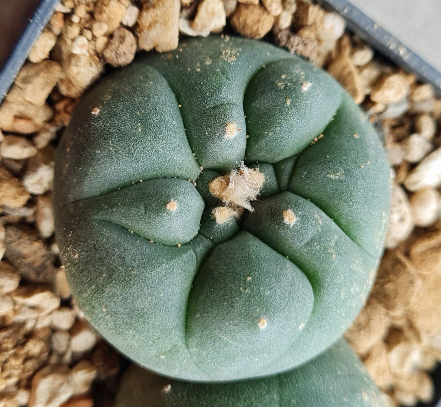 Pflanzen & Samen: Lophophora Diffusa Doppelkopf  – Gebraucht aus Zürich von  2