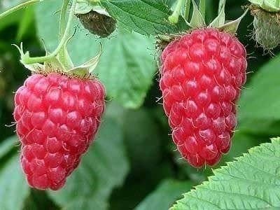 Pflanzen & Samen: Mûre-Framboise 'Buckingham' 15-20cm RARE – Neu (gemäss Beschreibung) aus Bremblens von FIBONACCI369