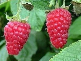 Mûre-Framboise 'Buckingham' 15-20cm RARE