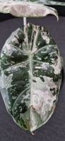 🤩Alocasia Pink Dragon Albo Variegata Rhizom 