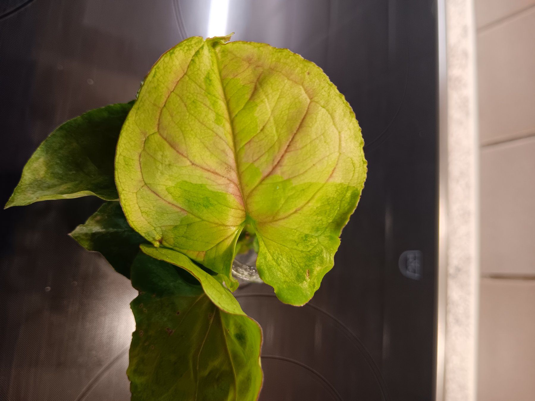 Piante & sementi: Syngonium Paket – Usato da Neerach venduto da Pudelmax 2