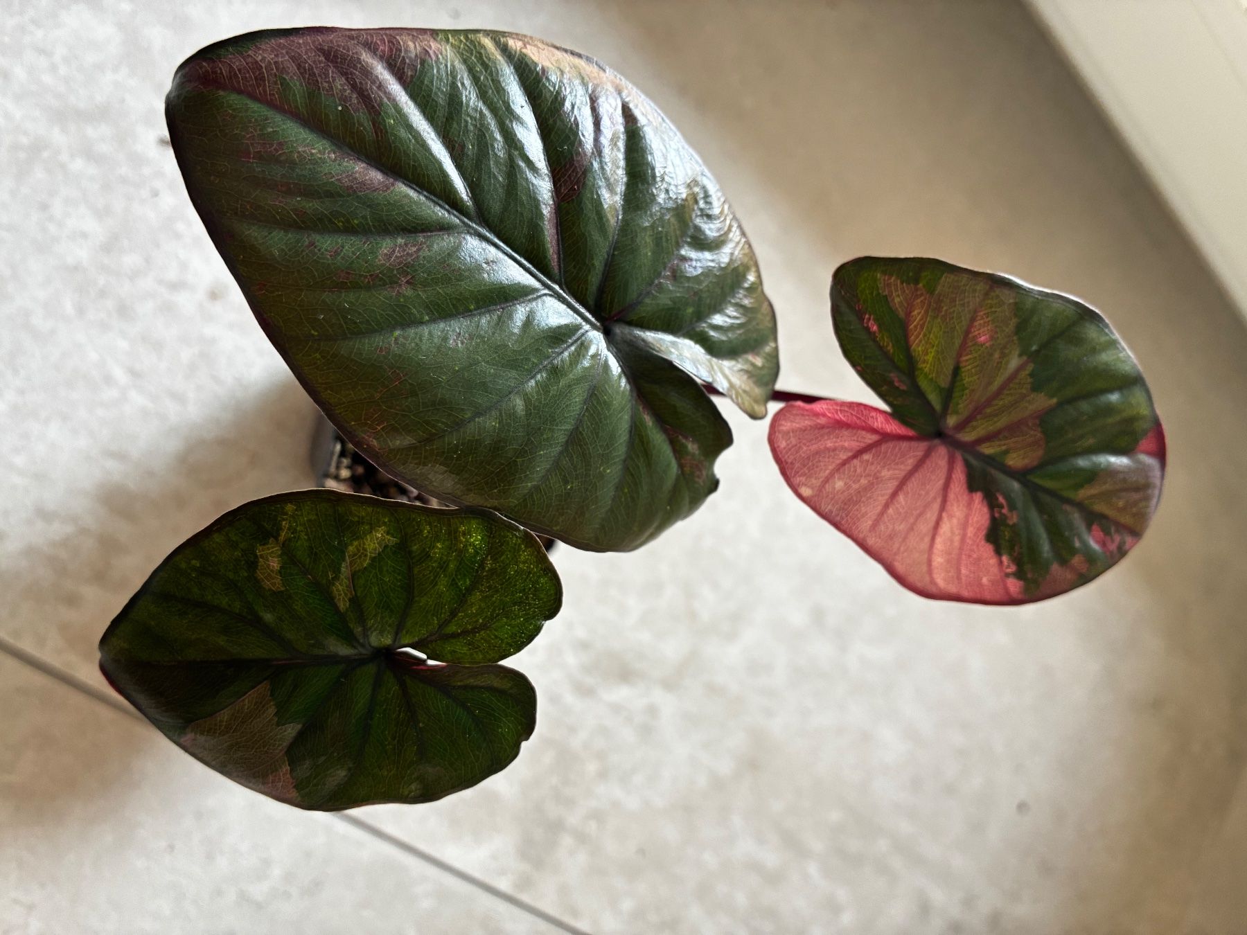 Pflanzen & Samen: Alocasia Serendipity pink – Neu (gemäss Beschreibung) aus Alchenflüh von Timmmsen 1
