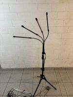Pflanzen Licht