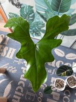 Alocasia Batwing