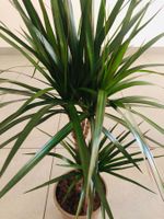 XXL DRACAENA MARGINATA 100cm ZIERPFLANZE