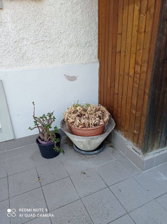 Blumentopf gross 90cm Durchmesser 60 cm hoch Kaufen auf Ricardo