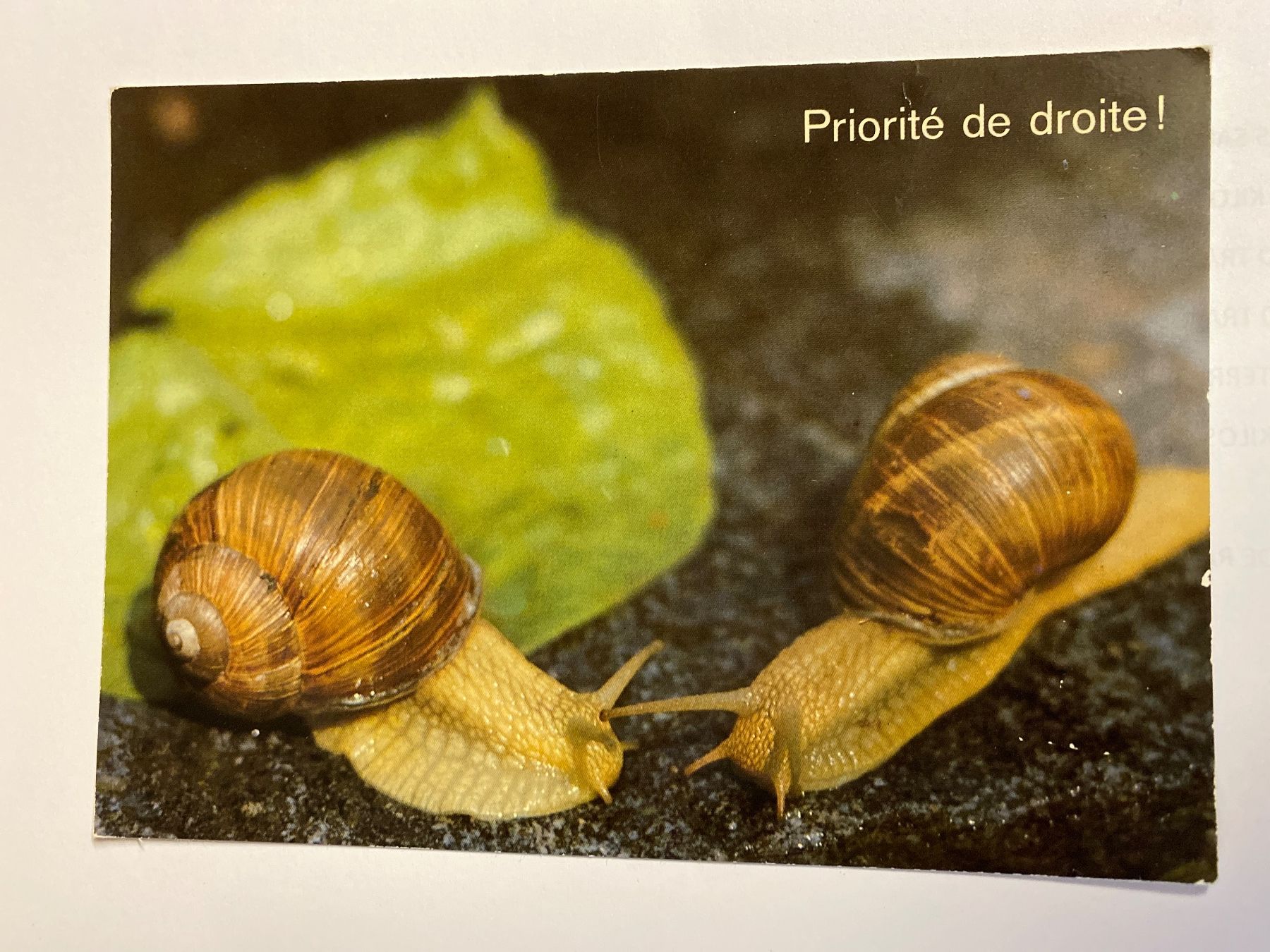 Cartoline postali: Carte postale - vintage "Priorité de droite !" escargots – Usato da Le Brassus venduto da cinema13