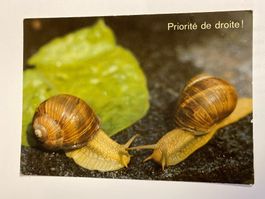 Carte postale - vintage "Priorité de droite !" escargots