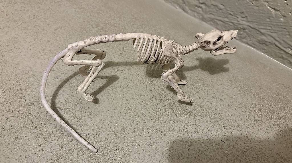 Figurines: Skelett Ratte Halloween  – D'occasion à Uster par dbli01