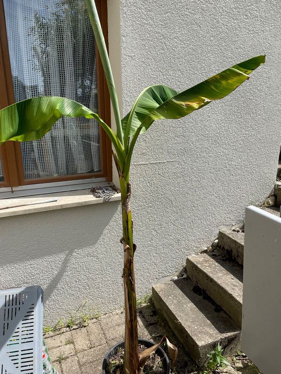 Bananenbaum im Topf Kaufen auf Ricardo