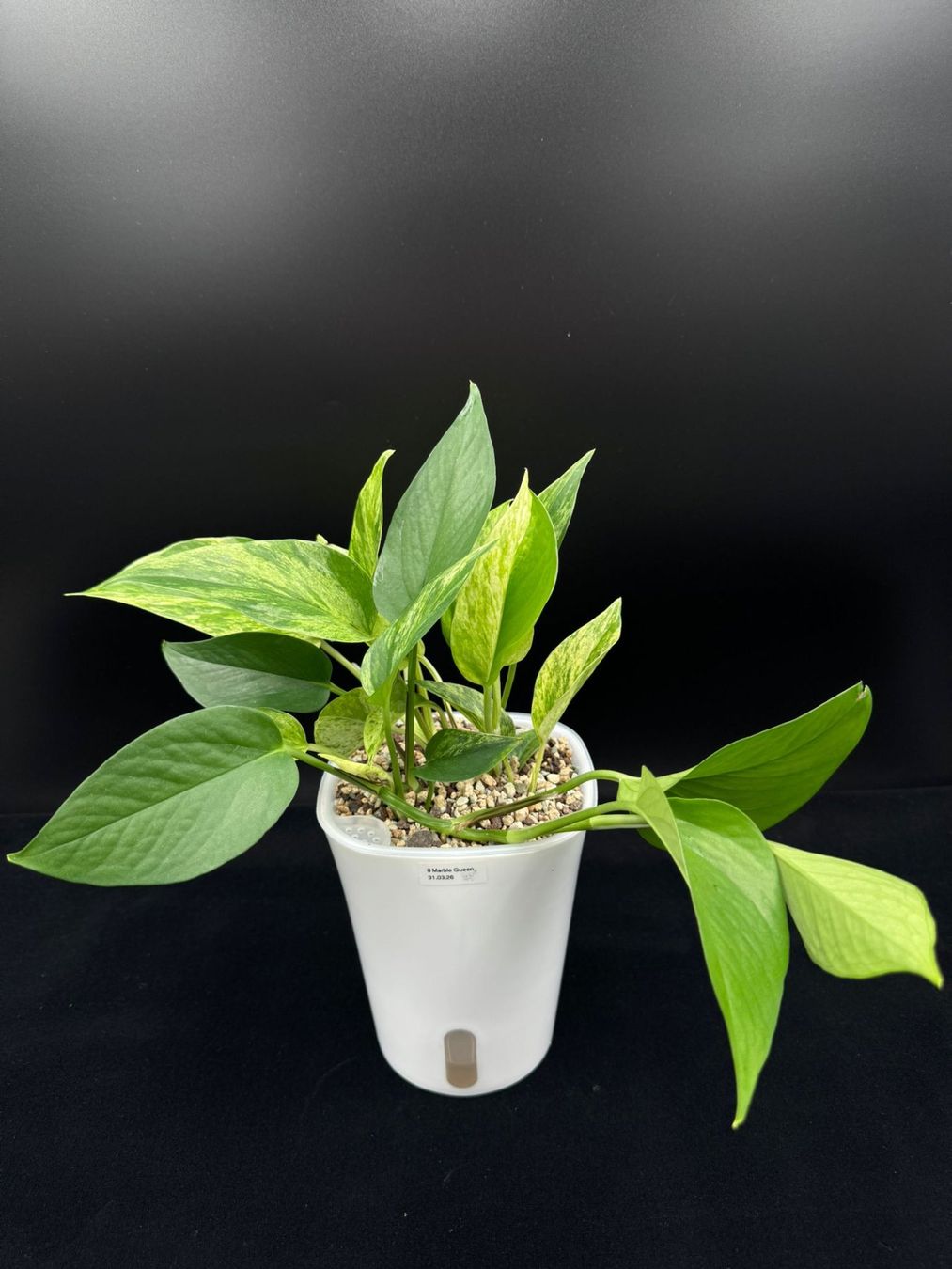 Piante & sementi: Epipremnum aureum 'Marble Queen' in Semihydro – Nuovo (secondo la descrizione) da Bühler venduto da googelibear 1